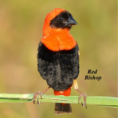 Red Bishop